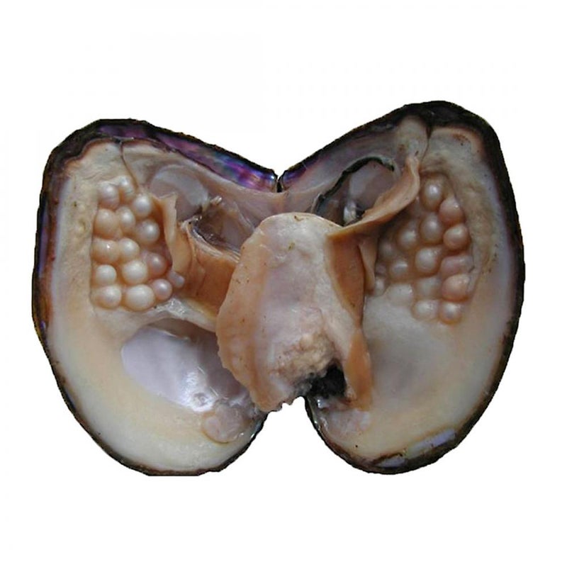 jessie Big Oysters with Plenty of Pearls Inside, 1 PC Cultured Freshwater Oyster Pearl for Jewelry Making or Birthday Gifts (5-7mm) - Image 1